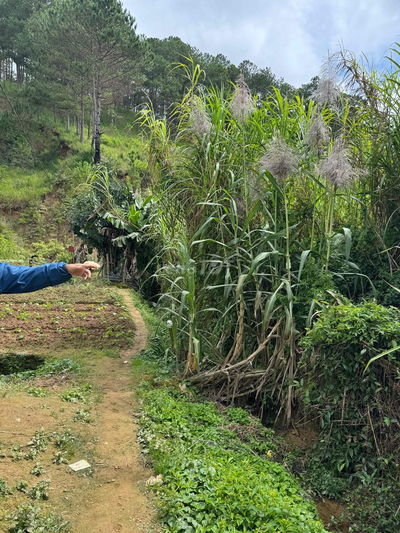 ĐẤT NNSỔ ĐỎ 7000m2 TIỆN LÀM FARMSTAY,TRỒNG CÂY,XUÂN THỌ,DALAT