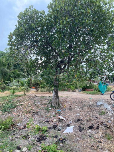 chín chủ gửi lo đất mặt tiền nhựa nhị bình dt (4x17 )