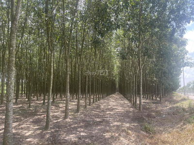 Cho thuê 3 ha đất cây lâu năm Tân Uyên - Bình Dương