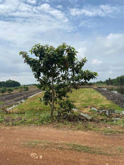 2000m2 MT Kênh 10 Lê Minh Xuân Gần Vành Đai 3