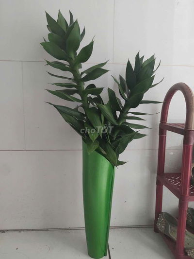 CẦN 1 BẠN NỮ Ở GHÉP. ĐI HỌC ĐI LÀM Ở QUẬN 6, 5, 8, 10, 11...