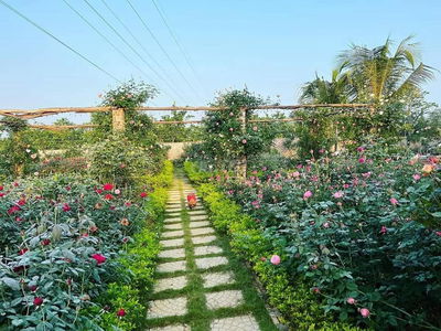 🏡 999 Triệu Sở Hữu 1000m² Vườn Trái Cây Đất Đỏ Bazan – kề Long Khánh
