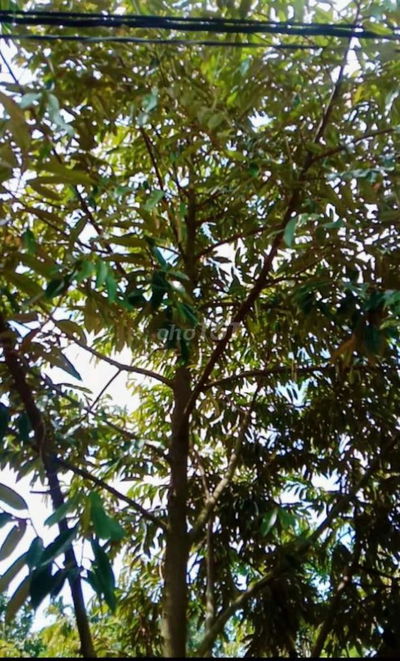 Bán Vườn Sầu Riêng