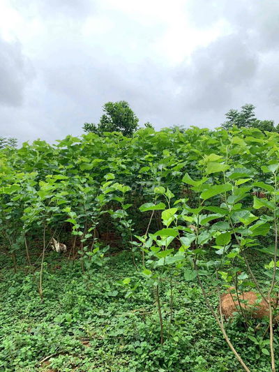 cần sang nhượng nhà kho và công việc nuôi tằm