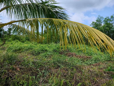 Cho thuê 13000m2 đất nông nghiệp xã Thạnh Hòa, Bến Lức, Long An (cũ)