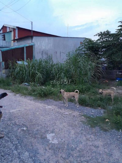 Lô đất 10 x 23,10 (CN:231m2 Full thổ cư) 1/hẻm xe tải Đ.Dương Công Khi