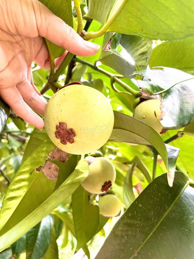 Bán vườn măng cụt QH đất ở đô thị, KP trung tâm Xuân Lập Khánh