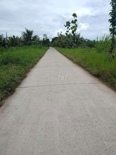 VƯỜN DỪA 2,6 công GẦN TRƯỜNG 1, 2, 3
xã Mỹ Thạnh, Ba Tri, Bến tre cũ