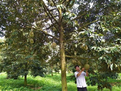 E bán đất vườn sầu riêng Bình Phước giá rẻ 380 triệu
