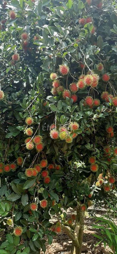 Cần bán lô đất có vườn trái cây đủ loại, trong KDC, gần trung tâm