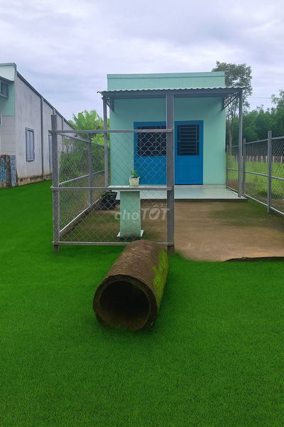 Mua đất tặng nhà 594,4m2 sổ sẵn 100m2 thổ cư. Dầu Tiếng-tp Hồ Chí Minh