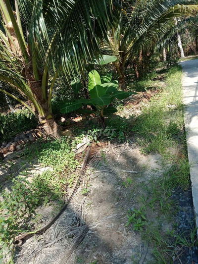 8 công vườn dừa Châu Hòa Giồng Trôm
