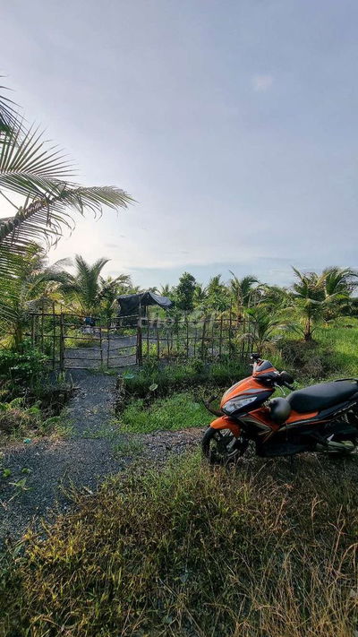 1099mv ĐẤT VƯỜN ĐƯỜNG ÔTÔ, CÓ SẴN CÂY TRÁI ,TÂN THÀNH THỦ THỪA
