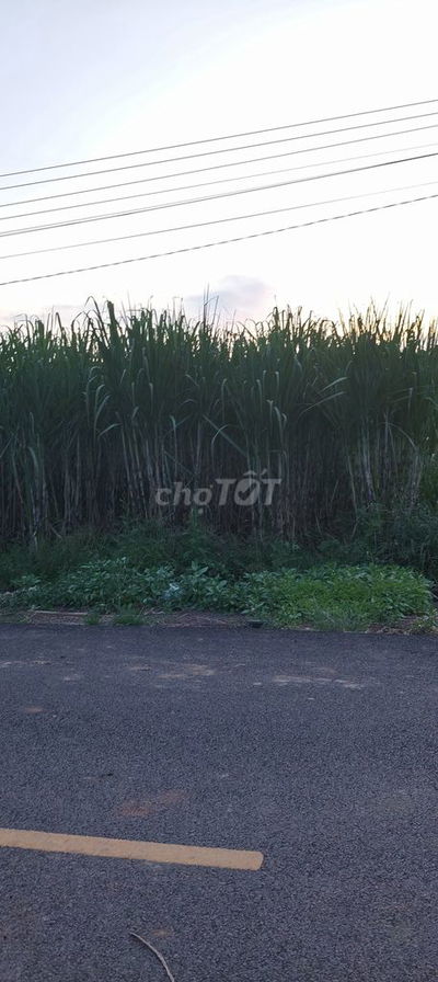 Chính chủ bán lô đất đường nhựa đường cây cầy xã hoà hiệp TP p hcm