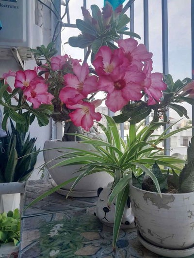 Cần Cho thuê căn hộ Tân phú
