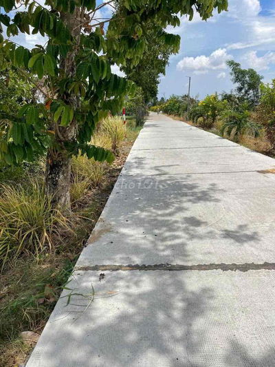 Đất lúa Hoà Phú