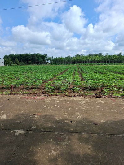 BÁN ĐẤT GẤP NGAY TRUNG TÂM PHÚ GIÁO- TP.HCM CHỈ 710 TRIỆU CÓ THỔ CƯ