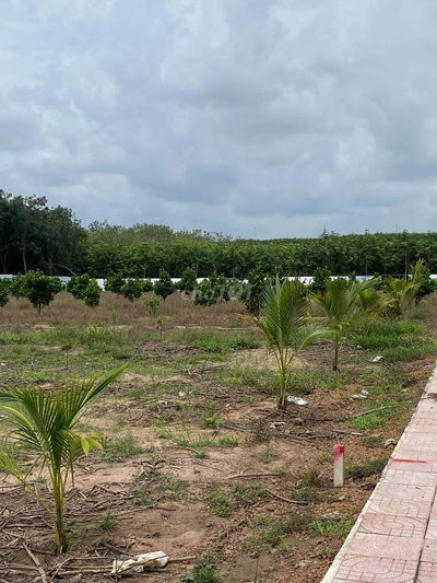 Bán lô đất 2500 m2 nở hậu 28m2 ngay Phú Giáo - TP. HCM giá ngộp