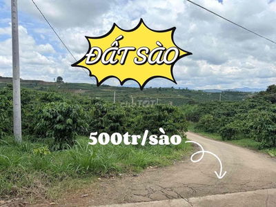 ĐẤT SÀO CÓ SẴN CÀ PHÊ ĐANG RA TRÁI - ĐINH VĂN, LÂM HÀ