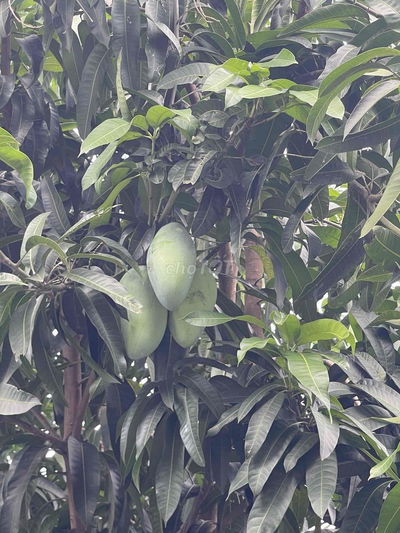 BÁN NHÀ VƯỜN view Sông Q9 Củ