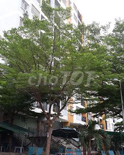 BÁN CĂN 2PN_CC C6 MAN THIỆN
