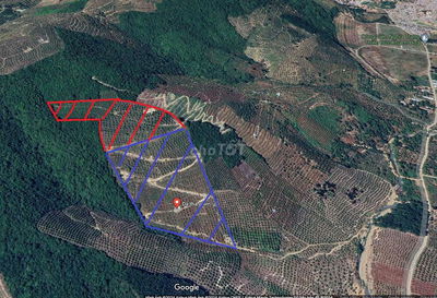 cần bán rẩy xoài 4.2 ha giá rẻ