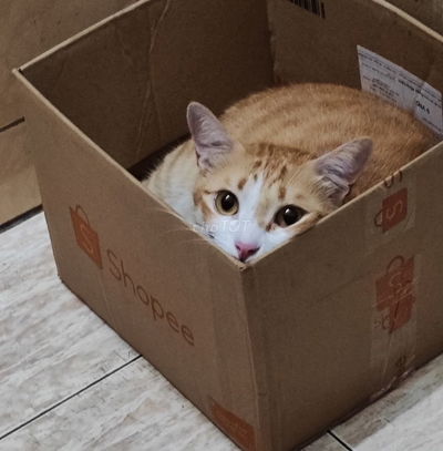Phòng trọ sạch đẹp cho thuê