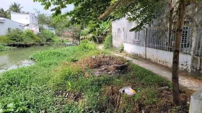 Nên giá rẻ đat cây lau nam