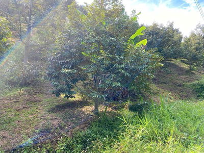 Bán gấp gần 9000m2 lô đất full sầu riêng, mặt tiền lớn 100m - giá rẻ