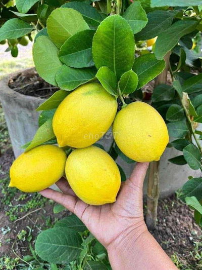 Bán đất vườn trái cây ngay ngã tư dầu giây giá 900 triệu 1 sào