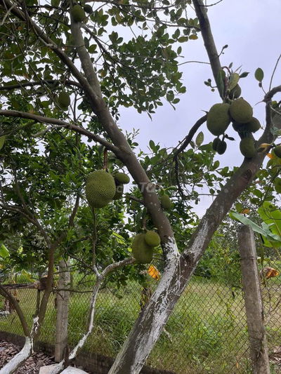 BÁN ĐẤT 50 NĂM, NGÕ RỘNG, Ô TÔ ĐỖ CỔNG