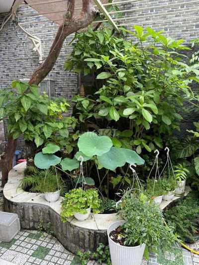 CHO thuê nhà diện tích cực đẹp 5 x 25 M đúc 1 lầu . hẻm 7 M BA  Vân