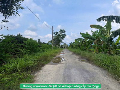 Vườn chôm chôm xen dừa tại Mỹ Đức- Đạ tẻh ( Đạ Hoai) Lâm đồng