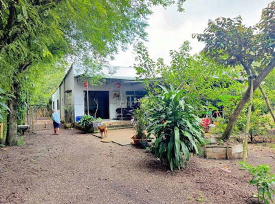 CHỦ NGỘP BÁN GẤP NHÀ VƯỜN RỘNG 2500M2 THỔ CƯ SHR CÓ SẴN CÂY ĂN TRÁI