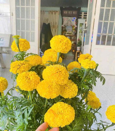 Chính chủ cho thuê nhà nguyên căn nội thất đầy đủ